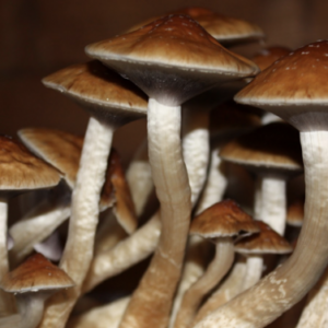 Golden Teachers Mushroom For Sale